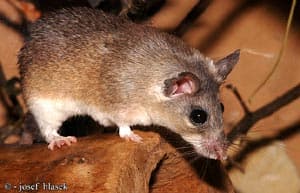 акомис, египетская иглистая мышь, каирская иглистая мышь (Acomys cahirinus), фото, фотография с