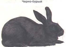черно бурый, кролик, породы кроликов, рисунок