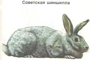 советская шиншилла, кролик, породы кроликов, рисунок