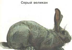 серый великан, породы кроликов, рисунок