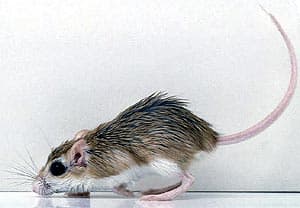 акомис, египетская иглистая мышь, каирская иглистая мышь (Acomys cahirinus), фото, фотография с http://dkimages.com