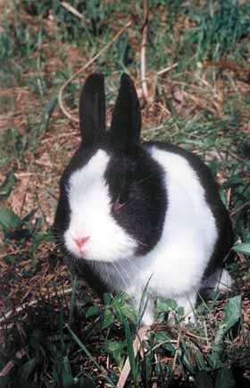 голландский карликовый кролик, фото, фотография