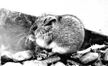 Плоскочерепная полевка, скальная полевка (Alticola strelzowi), черно-белое фото фотография грызуны