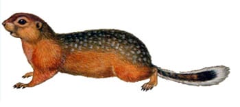 Длиннохвостый суслик, азиатский длиннохвостый суслик, суслик Эверсмана (Spermophilus undulatus, Citellus undulatus), рисунок картинка грызуны