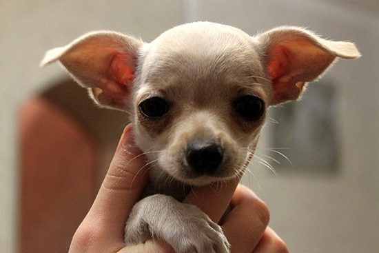 Короткошерстный чихуахуа, маленькие породы собак, фото фотография изображение