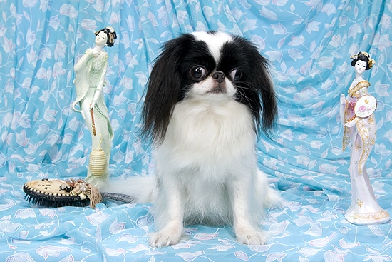 Японский хин Омикудзи Цунами, миниатюрные породы собак хин, фото фотография изображение