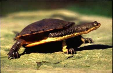 Черепаха, фото фотография, рептилии
