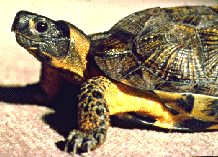 лесная черепаха, черепаха лесная (Clemmys insculpta), фото, фотография