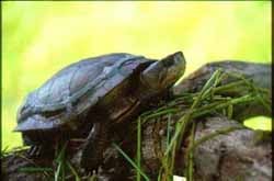 мраморная черепаха, черепаха мраморная (Clemmys marmorata), фото, фотография