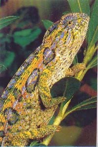 ковровый хамелеон (Chamaeleo lateralis), фото, фотография