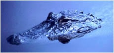 миссисипский аллигатор, аллигатор (Alligator mississippiensis), фото, фотография