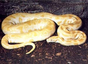   (Python molurus bivittatus),   