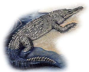  ,  , - ,  -- (Crocodylus acutus), , 