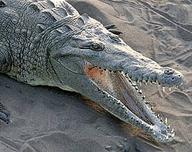  ,   (Crocodylus acutus), , 