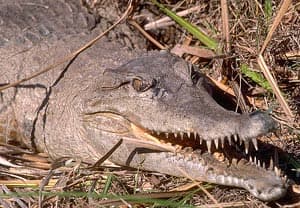  () , -  (Crocodylus acutus), , 