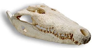   ,   (Crocodylus acutus), , 
