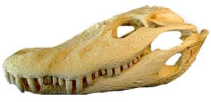    (Melanosuchus niger), , 