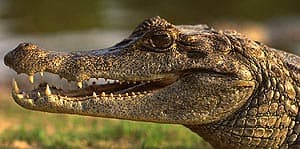   (Caiman crocodiles),, 