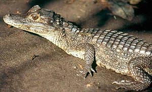 ,    (Caiman crocodilus),, 