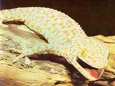  ,  (Gekko gecko), , 