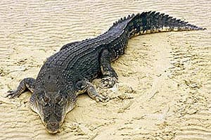 гребнистый крокодил, австралийский крокодил Салтватера (Crocodylus porosus), фото, фотография