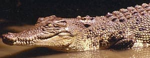 индо-тихоокеанский крокодил, мореходный крокодил (Crocodylus porosus), фото, фотография