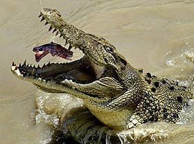гребнистый крокодил (Crocodylus porosus), фото, фотография