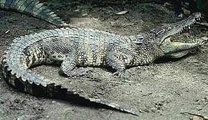 гребнистый крокодил, мореходный крокодил (Crocodylus porosus), фото, фотография