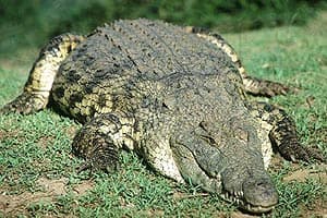 нильский крокодил, крокодил нильский (Crocodylus niloticus), фото, фотография