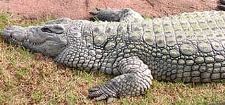 нильский крокодил (Crocodylus niloticus), фото, фотография
