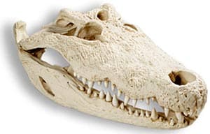 череп нильского крокодила (Crocodylus niloticus), фото, фотография