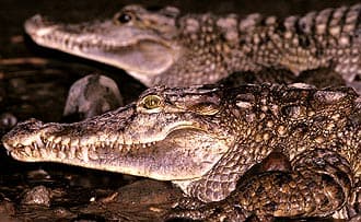  ,   (Crocodylus mindorensis), , 