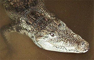 мексиканский крокодил, центрально-американский крокодил (Crocodylus moreletii), фото, фотография
