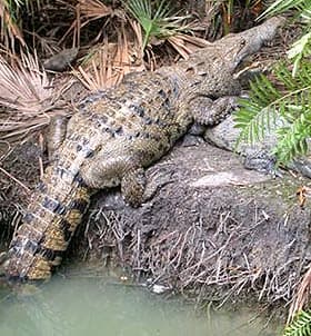 центральноамериканский крокодил (Crocodylus moreletii), фото, фотография