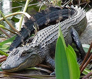 китайский аллигатор (Alligator sinensis), фото, фотография
