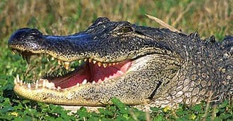 щучий аллигатор (Alligator mississippiensis), фото, фотография