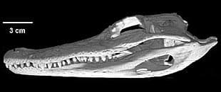 череп миссисипского аллигатора (Alligator mississippiensis), фото, фотография