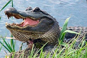 миссисипский аллигатор, аллигатор миссисипский (Alligator mississippiensis), фото, фотография