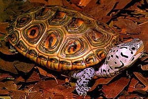 техасская бриллиантовая черепаха, бугорчатая черепаха (Malaclemys terrapin), фото, фотография