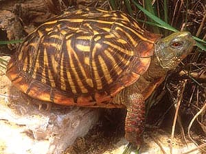 расписная черепаха, украшенная коробчатая черепаха (Terrapene ornata ornata), фото, фотография
