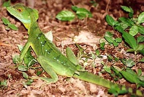 шлемоносный василиск, зеленый василиск (Basiliscus plumifrons), фото, фотография
