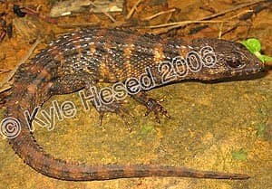 ребристый сцинк Грея, крокодиловый сцинк, красноглазый сцинк, тропидофорус (Tropidophorus grayi), фото, фотография с http://www.herpwatch.org
