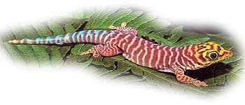 фельзума Стандинга, мадагаскарский геккон Стандинга (Phelsuma standingi), фото, фотография с http://www.lidgecko-shop.de