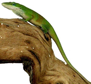анолис красногорлый, анолис каролинский (Anolis carolinensis), фото, фотография