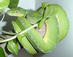 зеленая змейка, фото, фотография