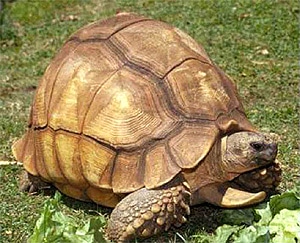 Мадагаскарская клювогрудая черепаха (Asterochelys yniphora), фото фотография c http://i10.servimg.com/u/f10/10/05/38/75/carold10.jpg
