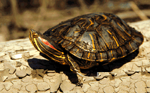 красноухая черепаха, черепаха красноухая, красноушка (Trachemys scripta scripta), фото, фотография