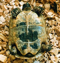 средиземноморская черепаха (Testudo graeca), фотография
