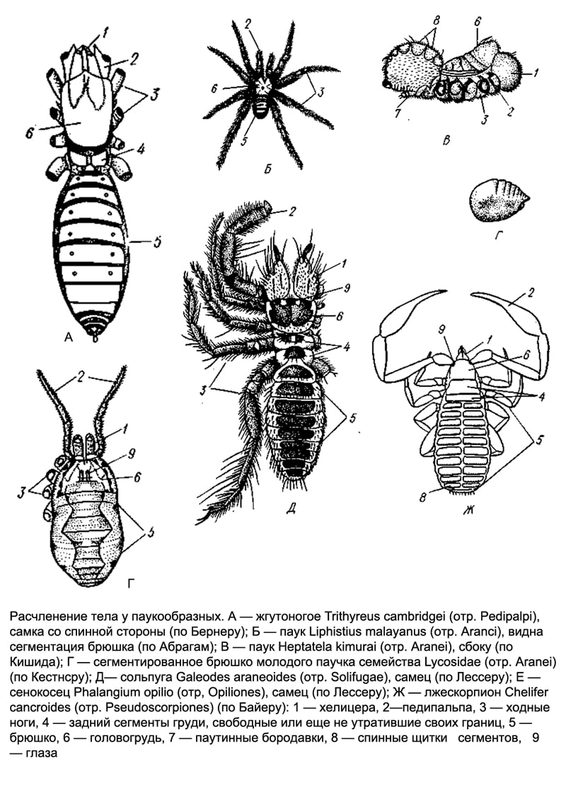 Расчленение тела у паукообразных, рисунок картинка членистоногие