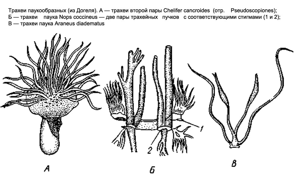 Трахеи паукообразных, рисунок картинка членистоногие